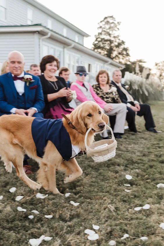  anjing pembawa cincin pengantin